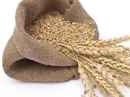 Les protéines de blé peuvent provoquer une inflammation au-delà de l'intestin