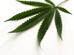 Frauen sehen fast doppelt so häufig einen regelmäßigen Cannabiskonsum als riskant an "