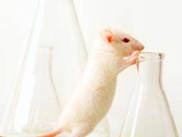 "Junges Blut kehrt altersbedingte Gehirnschäden bei alten Mäusen um"