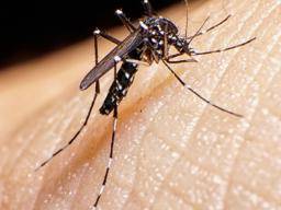 Zika-Virus: Heilung nähert sich mit Protein-Mapping-Studie